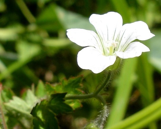 Geranium wakkerstroomianum flower